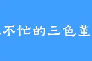 不慌不忙的三色堇院子