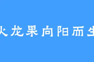 火龙果向阳而生