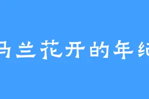 马兰花开的年纪